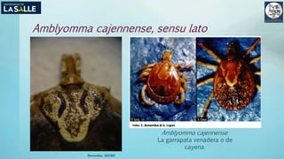 Amblyomma cajennense, sensu lato
(Benavides, 2015©)
Amblyomma cajennense
La garrapata venadera o de
cayena
 