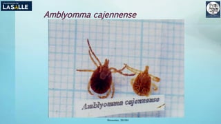 Amblyomma cajennense
(Benavides, 2015©)
 