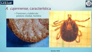 A. cajennense, característica
• Festones y tubérculo
póstero medial, hembra
(Benavides, 2015©)
 
