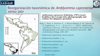 Reorganización taxonómica de Amblyomma cajennense
sensu lato
Beati, L., Nava, S., Burkman, E. J., Barros-Battesti, D. M., Labruna, M.
B., Guglielmone, A. A., ... & Faccini, J. L. (2013). Amblyomma
cajennense (Fabricius, 1787)(Acari: Ixodidae), the Cayenne tick:
phylogeography and evidence for allopatric speciation. BMC
evolutionary biology, 13(1), 267.
• Amblyomma cajennense, sensu estricto
• Amblyomma tonelliae n. sp.,
• Amblyomma interandinum n. sp.
• Amblyomma patinoi n. sp.,
• Amblyomma mixtum
• Amblyomma sculptum
(Benavides, 2015©)
 