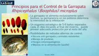 (Benavides, 2015©)
Principios para el Control de la Garrapata
Rhipicephalus (Boophilus) microplus
 La garrapata se alimenta exclusivamente sobre
bovinos, su permanencia en los potreros determina
la intensidad de la infestación
 Un esquema estratégico de 5-6 baños separados
cada 21 días iniciando al final del invierno, puede
proveer adecuada protección por el resto del año.
 Posibilidades de métodos alternos de control:
Vacuna anti-garrapata y animales resistentes
Manejo de praderas
Hongos entomopatógenos
Mejoras en la alimentación (azufre)
 