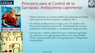 (Benavides, 2015©)
Principios para el Control de la
Garrapata Amblyomma cajennense
• Deben tenerse en cuenta todas las especies animales
que viven en la finca (perros, caballos, etc.)
• Un efecto poblacional se logra con 3-5 baños con
frecuencia semanal (estricto). Posibilidad de uso de
productos endectocidas o compuestos larga acción?
• Las larvas y ninfas sobreviven por extensos períodos
en potreros y las garrapatas llenas son muy fértiles.
Poner especial atención a los grupos que “despuntan”
los potreros.
 