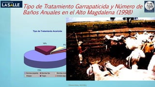 (Benavides, 2015©)
Tipo de Tratamiento Garrapaticida y Número de
Baños Anuales en el Alto Magdalena (1998)
NumerodeBañosGarrapaticidas/año.
HistogramadeFrecuencias(%)
0%
5%
10%
15%
20%
25%
30%
35%
1 - 5 6 - 10 11 - 15 16 - 20 21 - 25 26 - 30 31 - 35 36 - 40 41 - 45 >46
Tipo de Tratamiento Acaricida
73%
16%
5%
2%
2%
2%
Bomba-espalda Bomba-fija Bomba-motor
Hisopo Trapo inmers-esp-moto
 