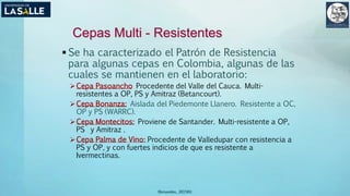 (Benavides, 2015©)
Cepas Multi - Resistentes
 Se ha caracterizado el Patrón de Resistencia
para algunas cepas en Colombia, algunas de las
cuales se mantienen en el laboratorio:
Cepa Pasoancho Procedente del Valle del Cauca. Multi-
resistentes a OP, PS y Amitraz (Betancourt).
Cepa Bonanza: Aislada del Piedemonte Llanero. Resistente a OC,
OP y PS (WARRC).
Cepa Montecitos: Proviene de Santander. Multi-resistente a OP,
PS y Amitraz .
Cepa Palma de Vino: Procedente de Valledupar con resistencia a
PS y OP, y con fuertes indicios de que es resistente a
Ivermectinas.
 
