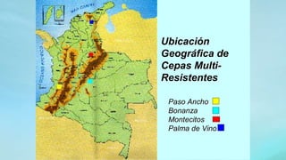 (Benavides, 2015©)
UbicaciónUbicación
Geográfica deGeográfica de
CepasCepas MultiMulti--
ResistentesResistentes
Paso AnchoPaso Ancho
BonanzaBonanza
MontecitosMontecitos
Palma de VinoPalma de Vino
 