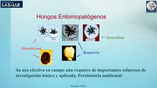 (Benavides, 2015©)
Hongos Entomopatógenos
Metarhizium
Beauveria
Verticillium
Su uso efectivo en campo aún requiere de importantes esfuerzos de
investigación básica y aplicada. Persistencia ambiental
 