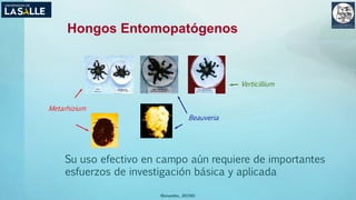 (Benavides, 2015©)
Hongos Entomopatógenos
Metarhizium
Beauveria
Verticillium
Su uso efectivo en campo aún requiere de importantes
esfuerzos de investigación básica y aplicada
 