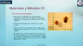 Materiales y Métodos (3)
Recuentos de garrapatas
• Recuento completo de garrapatas
estándar (>4,5 mm) en cinco animales,
método de método de Wharton & Utech
(1970)
• Predeterminados por sorteo en cada
grupo.
• Observación en la tabla del cuello para
determinar estadios inmaduros (Roberts,
1968)
• El grado de contaminación de cada una
de las praderas con larvas de garrapata,
se realizó utilizando el método de rastreo
por bandera (Zimmerman & Garris, 1985;
Wilkinson, 1961)
(Benavides, 2015©)
 