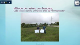 Método de rastreo con bandera,
Cada operario camina un trayecto entre 50-70 m (transecto)
(Benavides, 2015©)
 