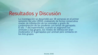 Resultados y Discusión
La investigación se desarrolló por 18 semanas en el primer
semestre del año (2014), evaluando de forma consecutiva
niveles de infestación de los animales y grado de
contaminación de las praderas con larvas de garrapata.
El día -7 del experimento, cuando se asignaron los
animales a los grupos, los niveles de infestación eran
moderados (2-3 garrapatas por animal) pero similares en
los tres grupos
(Benavides, 2015©)
 
