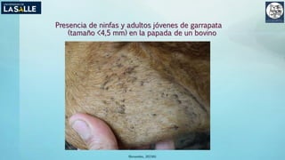 Presencia de ninfas y adultos jóvenes de garrapata
(tamaño <4,5 mm) en la papada de un bovino
(Benavides, 2015©)
 