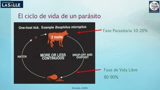 (Benavides, 2015©)
El ciclo de vida de un parásito
Fase Parasitaria 10-20%
Fase de Vida Libre
80-90%
 