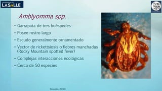 Amblyomma spp.
• Garrapata de tres huéspedes
• Posee rostro largo
• Escudo generalmente ornamentado
• Vector de rickettsiosis o fiebres manchadas
(Rocky Mountain spotted fever)
• Complejas interacciones ecológicas
• Cerca de 50 especies
(Benavides, 2015©)
 