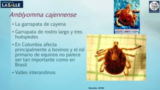 Amblyomma cajennense
• La garrapata de cayena
• Garrapata de rostro largo y tres
huéspedes
• En Colombia afecta
principalmente a bovinos y el rol
primario de equinos no parece
ser tan importante como en
Brasil
• Valles interandinos
(Benavides, 2015©)
 