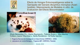 Efecto de Hongos Entomopatógenos sobre la
Garrapata del Ganado Boophilus microplus (Acari:
Ixodida). Mejoramiento de Modelos in vitro de
Evaluación del Efecto Biocontrolador
Efraín Benavides O., Karim Raymond, Fabiola Rojas, Alba Marina
Cotes, Laura Villamizar, Vania Ronderos & Paola García
 Programa Nacional de Investigación en Salud Animal, CORPOICA – CEISA.
 Laboratorio de Control Biológico, Programa MIP. CORPOICA, Tibaitatá
(Benavides, 2015©)
 