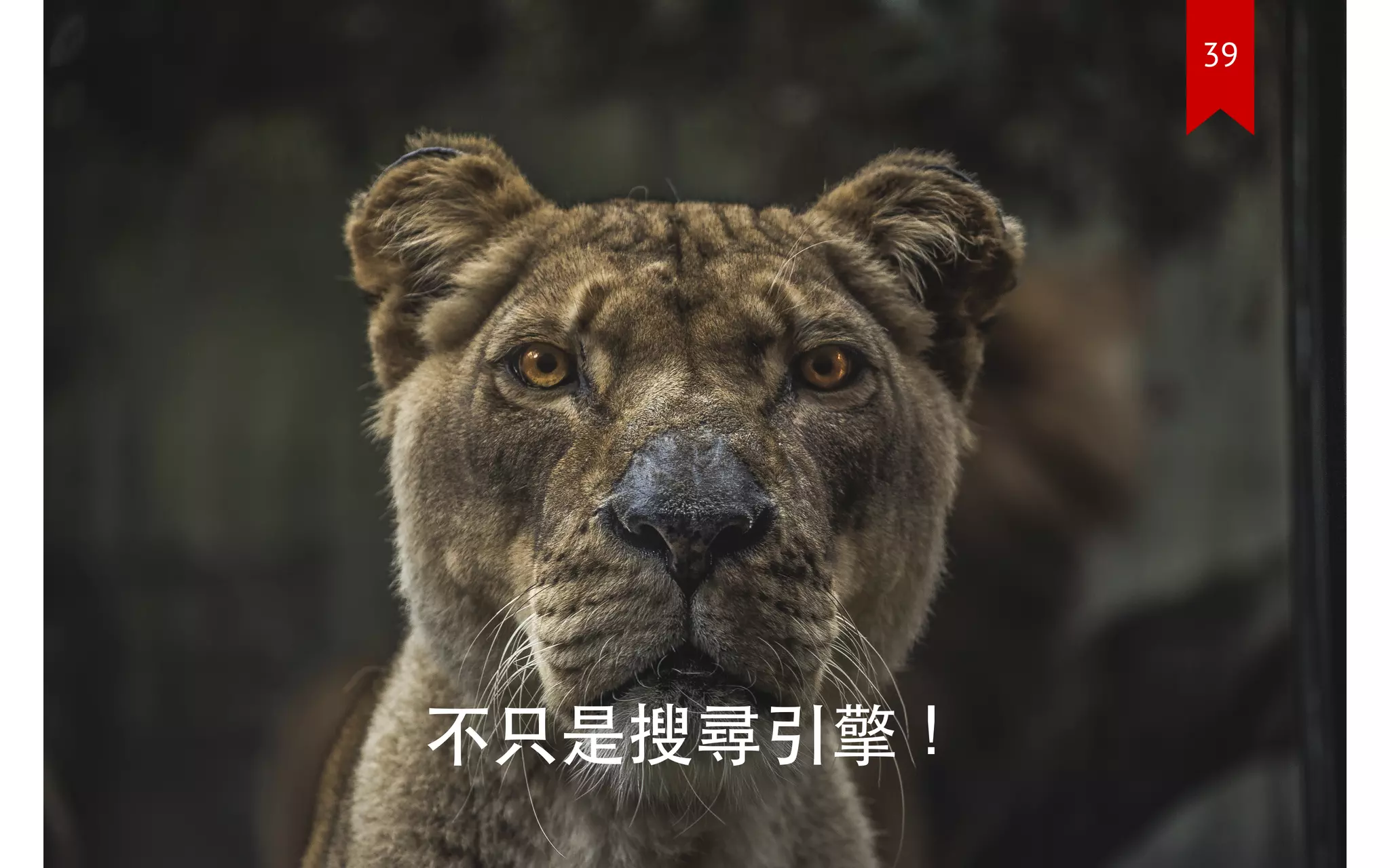 不只是搜尋引擎！
39
 