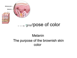 The purpose of color Melanin  The purpose of the brownish skin color  