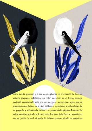 12
mano adulta, plumaje gris con negras plumas en el extremo de las alas
estando plegadas, exhibiendo un color más claro en el ligero plumaje
pectoral, contrastando esto con sus negros e inexpresivos ojos, que se
asemejan a dos bolitas de cristal, brillantes, incrustadas a ambos lados de
su pequeña y redondeada cabeza. Un pronunciado piquito desnudo, de
color amarillo, ubicado al frente, entre los ojos, daba fuerza y carácter al
ave de jardín, la cual, después de haberse posado, alzado en sus patitas
 