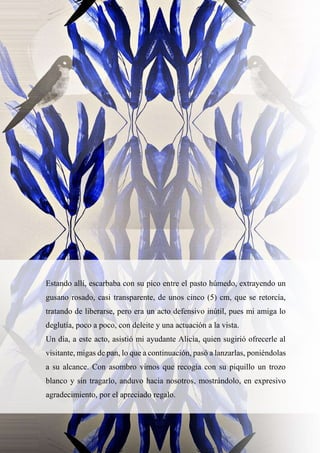 14
Estando allí, escarbaba con su pico entre el pasto húmedo, extrayendo un
gusano rosado, casi transparente, de unos cinco (5) cm, que se retorcía,
tratando de liberarse, pero era un acto defensivo inútil, pues mi amiga lo
deglutía, poco a poco, con deleite y una actuación a la vista.
Un día, a este acto, asistió mi ayudante Alicia, quien sugirió ofrecerle al
visitante, migas de pan, lo que a continuación, pasó a lanzarlas, poniéndolas
a su alcance. Con asombro vimos que recogía con su piquillo un trozo
blanco y sin tragarlo, anduvo hacia nosotros, mostrándolo, en expresivo
agradecimiento, por el apreciado regalo.
 