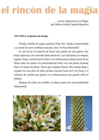 71
… con la Alegremia en mi Magia
por Matías Andrés Cepeda Monsalvo
TITANKA, la planta sin tiempo
Titanka, nombre de origen quechua (Tika=flor / kanka=asado) debido
a su modo de morir, también conocida como “la Puya Raimondi”.
Es una de las 53 especies de Puyas más grande de este género. Sus
hojas espinosas van creciendo hasta parecerse, en la distancia, un maguey
gigante; llega a medir hasta 8 metros sin inflorescencia (disposición de las
flores sobre las ramas o la extremidad del tallo), con ella podría alcanzar
hasta 12 metros de altura. Dicen que la planta florece sólo cuando llega a
cumplir los cien años de edad, produce racimos hasta de 8 mil flores y 6
millones de semillas por planta; es la inflorescencia más grande sobre el
planeta.
Después de soltar sus semillas, la planta muere por auto-combustión
(hapaxantia).
el rincón de la magia
 