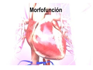 Morfofunción
 