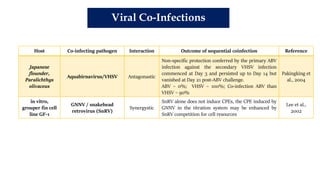 Host Co-infecting pathogen Interaction Outcome of sequential coinfection Reference
Japanese
flounder,
Paralichthys
olivaceus
Aquabirnavirus/VHSV Antagonastic
Non-specific protection conferred by the primary ABV
infection against the secondary VHSV infection
commenced at Day 3 and persisted up to Day 14 but
vanished at Day 21 post-ABV challenge.
ABV – 0%; VHSV – 100%; Co-infection ABV than
VHSV – 90%
Pakingking et
al., 2004
in vitro,
grouper fin cell
line GF-1
GNNV / snakehead
retrovirus (SnRV)
Synergystic
SnRV alone does not induce CPEs, the CPE induced by
GNNV in the titration system may be enhanced by
SnRV competition for cell resources
Lee et al.,
2002
Viral Co-Infections
 