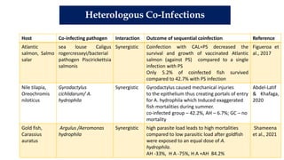 Heterologous Co-Infections
Host Co-infecting pathogen Interaction Outcome of sequential coinfection Reference
Atlantic
salmon, Salmo
salar
sea louse Caligus
rogercresseyi/bacterial
pathogen Piscirickettsia
salmonis
Synergistic Coinfection with CAL+PS decreased the
survival and growth of vaccinated Atlantic
salmon (against PS) compared to a single
infection with PS
Only 5.2% of coinfected fish survived
compared to 42.7% with PS infection
Figueroa et
al., 2017
Nile tilapia,
Oreochromis
niloticus
Gyrodactylus
cichlidarum/ A.
hydrophila
Synergistic Gyrodactylus caused mechanical injuries
to the epithelium thus creating portals of entry
for A. hydrophila which Induced exaggerated
fish mortalities during summer.
co-infected group – 42.2%, AH – 6.7%; GC – no
mortality
Abdel-Latif
& Khafaga,
2020
Gold fish,
Carassius
auratus
Argulus /Aeromonas
hydrophila
Synergistic high parasite load leads to high mortalities
compared to low parasitic load after goldfish
were exposed to an equal dose of A.
hydrophila.
AH -33%, H A -75%, H A +AH 84.2%
Shameena
et al., 2021
 