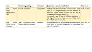 Host Co-infecting pathogen Interaction Outcome of sequential coinfection Reference
Red hybrid
tilapia,
Oreochromis
spp.
TiLV / A. hydrophila Antagonestic mortality rate for TiLV-infected tilapia was the most
rapid in TiLV single-infection scenario, whereas it
decreased when tilapia exposed to AH but it
increased transmission rate of TiLV
For mortality rate of TiLV–AH-infected population in
TiLV–high AH scenario, it was two times higher than
that in TiLV–Low AH scenario
Lu et al. 2021
Nile tilapia
(Oreochromis
niloticus)
TiLV / A. veronii (including
34 other bacterial isolates)
Synergistic cumulative effects of viral and bacterial pathogens
could result in the rapid progression of the disease
and high mortalities
Rao et al.
2021
 