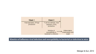 Kinetics of influenza viral infection and susceptibility to bacterial co-infection in mice
Metzger & Sun, 2013
 