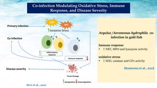 Co-infection Modulating Oxidative Stress, Immune
Response, and Disease Severity
Devi et al., 2021
Downregulation
Primary infection
Co-infection
ROS
Oxidative Stress
Inflammatory
response
Immune response
Tissue damage
Disease severity
RNS
Upregulation
Argulus /Aeromonas hydrophila co-
infection in gold fish
Immune response
• ↑ NBT, MPO and lysozyme activity
oxidative stress
• ↑ SOD, catalase and GPx activity
Shameena et al., 2021
 