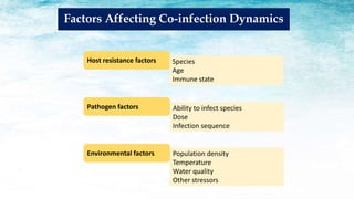 Factors Affecting Co-infection Dynamics
Host resistance factors
Pathogen factors
Environmental factors
Species
Age
Immune state
Ability to infect species
Dose
Infection sequence
Population density
Temperature
Water quality
Other stressors
 