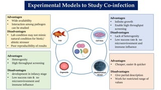 Experimental Models to Study Co-infection
Cell lines
Mathematical
Model
Organoids
Fish
Advantages
• Infinite growth
• Enable high throughput
screening
Disadvantages
• Lack of heterogenity
• Low success rate & no
microenvironment and
immune influence
Advantages
• Cheaper, easier & quicker
Disadvantages
• Give partial description
• Work for restricted range of
values
Advantages
• Heterogenity
• High throughput screening
Disadvantages
• development in infancy stage
• Low success rate & no
microenvironment and
immune influence
Advantages
• Wide availability
• Interaction among pathogen
can be studied
Disadvantages
• Lab condition may not mimic
natural condition for biotic/
abiotic stressor
• Poor reproducibility of results
 