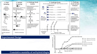 Experimental Design
Cumulative mortality of red hybrid tilapia
 