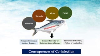 Consequences of Co-infection
Decreased resistance
to other diseases
Increased severity of
infection & mortality rate
Treatment difficulties/
Failure of vaccination
Parasites
Bacteria
Virus Fungi
 