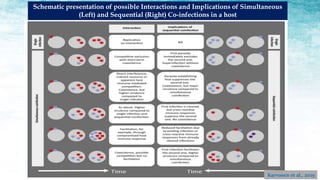 Schematic presentation of possible Interactions and Implications of Simultaneous
(Left) and Sequential (Right) Co-infections in a host
Karvonen et al., 2019
 