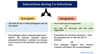 − the load of one or both pathogens may be
increased
Interactions during Co-Infections
Synergistic Antagonistic
− one or both may be suppressed
or
− one may be increased and the other
suppressed
• Competition for nutrients and places -- limit
the population size or alter the site of
infection
OR
• First pathogen triggers host immune
response and hinders the second pathogen
• First pathogen induces immunosuppression -
hinders the immune response against
subsequent infections - leading to an increase
in the severity of the infections and mortality
rates
Kotob et al. 2016
 