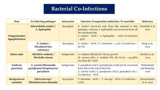 Bacterial Co-Infections
Host Co-infecting pathogen Interaction Outcome of sequential coinfection /% mortality Reference
Pangasianodon
hypophthalmus
Edwardsiella ictaluri /
A. hydrophila
Synergistic E. ictaluri recovered only from fish exposed to this
pathogen, whereas A. hydrophila was recovered from all
the moribund fish
E. ictaluri - 80% / A. hydrophila – 10%/ Co-infection
– 95%
Crumlish et al.
2010
E. ictaluri /
Flavobacterium
columnare
Synergistic E. ictaluri – 80% / F. columnare - 3.3% /Co-infection –
96.7%
Dong et al.,
2015
Salmo salar Aliivibrio wodanis /
Moritella viscosa
Antagonistic A. wodanis affected M. viscosa growth
M. viscosa 96%, A. wodanis 8%, Mv & Aw – 94-98%
Aw-then-Mv -84%
Karlsen et al.,
2014
Ictalurus
punctatus
A. veronii/Shewanella
purefaciens/Streptococcus
parauberis
Antagonistic S. parauberis and S. putrefaciens could not be recovered
from fish at the end of the trial
A. veronii 100%/ S. purefaciens 0%/S. parauberis 0% /
Co-infection – 80%
Mohammed
and Peatman,
2018
Rachycentron
canadum
Vibrio harveyi /
Photobacterium damselae
Synergistic P. damselae - 80% / V. harveyi – 80%/ Co-infection –
100%
Ramachandra
et al. 2020
 