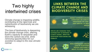 Two highly
intertwined crises
Climate change is impacting wildlife,
contributing to the rapid loss and
redistribution of b...
