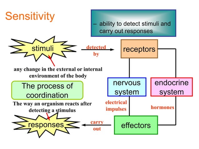 IGCSE BIO Co ordination and response pptx igcse-bio-co-ordination-and-response-pptx