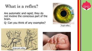 Quick Reflex Example IGCSE Biology Edexcel (9-1)- Co-ordination and response (humans) | PPTX