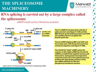 Post-Transcriptional Modification of Eukaryotic mRNA | PDF