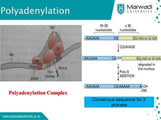 Post-Transcriptional Modification of Eukaryotic mRNA | PDF