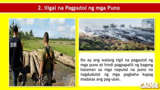 2. Iligal na Pagputol ng mga Puno
Ito ay ang walang tigil na pagputol ng
mga puno at hindi pagpapalit ng bagong
halaman sa mga naputol na puno na
nagdudulot ng mga pagbaha kapag
madalas ang pag-ulan.
 