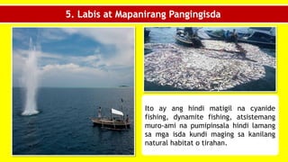 5. Labis at Mapanirang Pangingisda
Ito ay ang hindi matigil na cyanide
fishing, dynamite fishing, atsistemang
muro-ami na pumipinsala hindi lamang
sa mga isda kundi maging sa kanilang
natural habitat o tirahan.
 