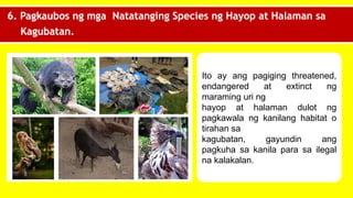 6. Pagkaubos ng mga Natatanging Species ng Hayop at Halaman sa
Kagubatan.
Ito ay ang pagiging threatened,
endangered at extinct ng
maraming uri ng
hayop at halaman dulot ng
pagkawala ng kanilang habitat o
tirahan sa
kagubatan, gayundin ang
pagkuha sa kanila para sa ilegal
na kalakalan.
 