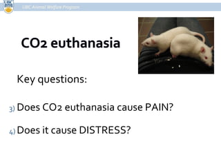 Key questions: Does CO2 euthanasia cause PAIN? Does it cause DISTRESS? UBC Animal Welfare Program 