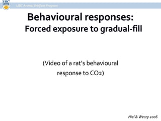 (Video of a rat’s behavioural response to CO2) UBC Animal Welfare Program Niel & Weary 2006 
