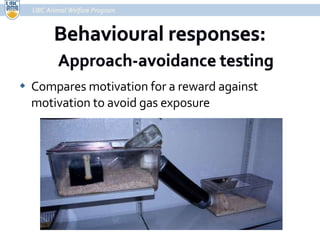 Compares motivation for a reward against motivation to avoid gas exposure UBC Animal Welfare Program 