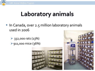 In Canada, over 2.5 million laboratory animals used in 2006 332,000 rats (13%) 911,000 mice (36%) UBC Animal Welfare Program 