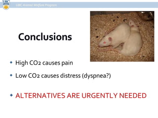 High CO2 causes pain Low CO2 causes distress (dyspnea?) ALTERNATIVES ARE URGENTLY NEEDED UBC Animal Welfare Program UBC Animal Welfare Program 